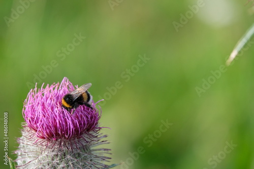 Hummel