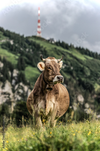 Kuh am Grünten