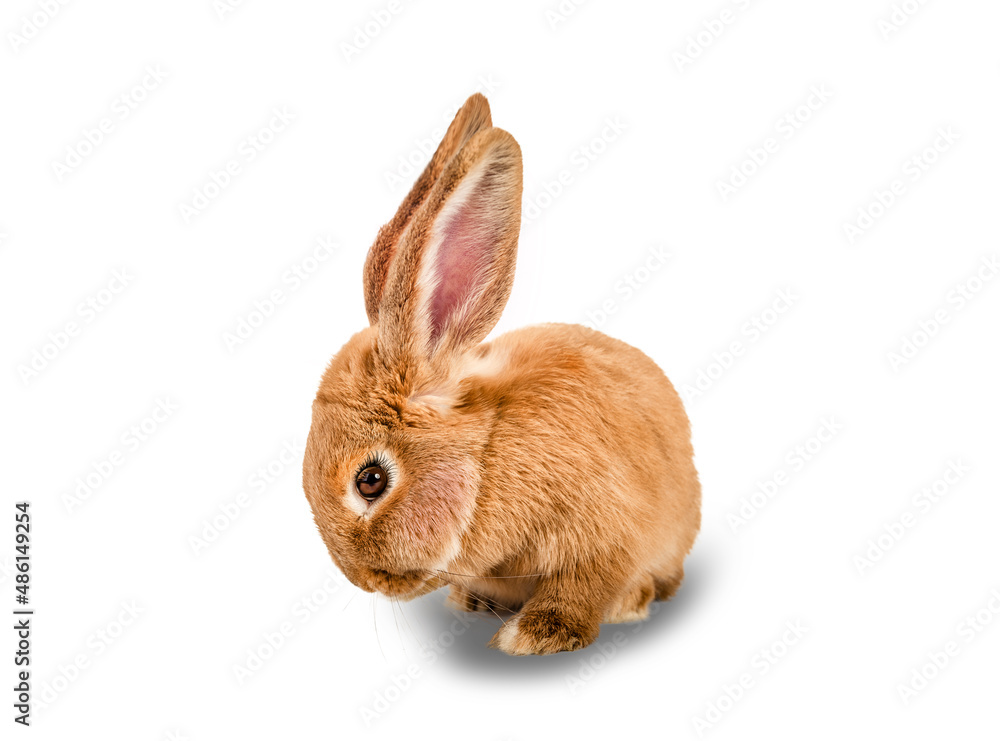 Obraz premium Rabbit isolated on white background.