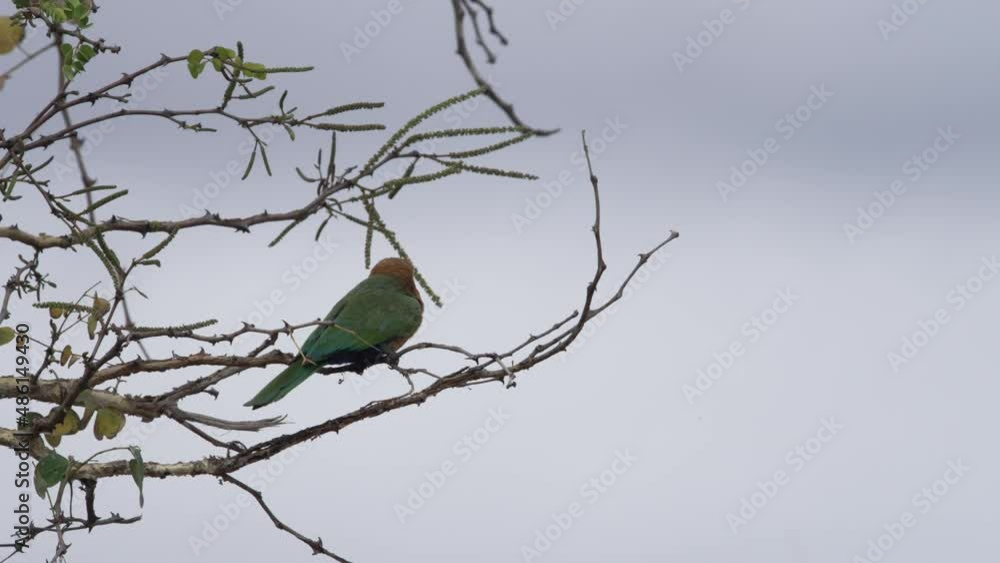 A White-fronted Bee-eater bird sitting on a bare tree branch waiting for insects to fly past. A White-fronted Bee-eater bird sitting on a bare tree branch waiting for insects to fly past.
