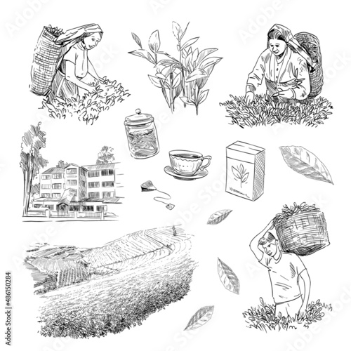 Set of process collecting tea leaves, making tea. Tea plantations. Hand drawn vector illustration.