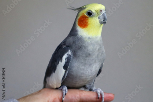 A male tame Cockatiel sits on a finger in the Center of the Picture and watching right