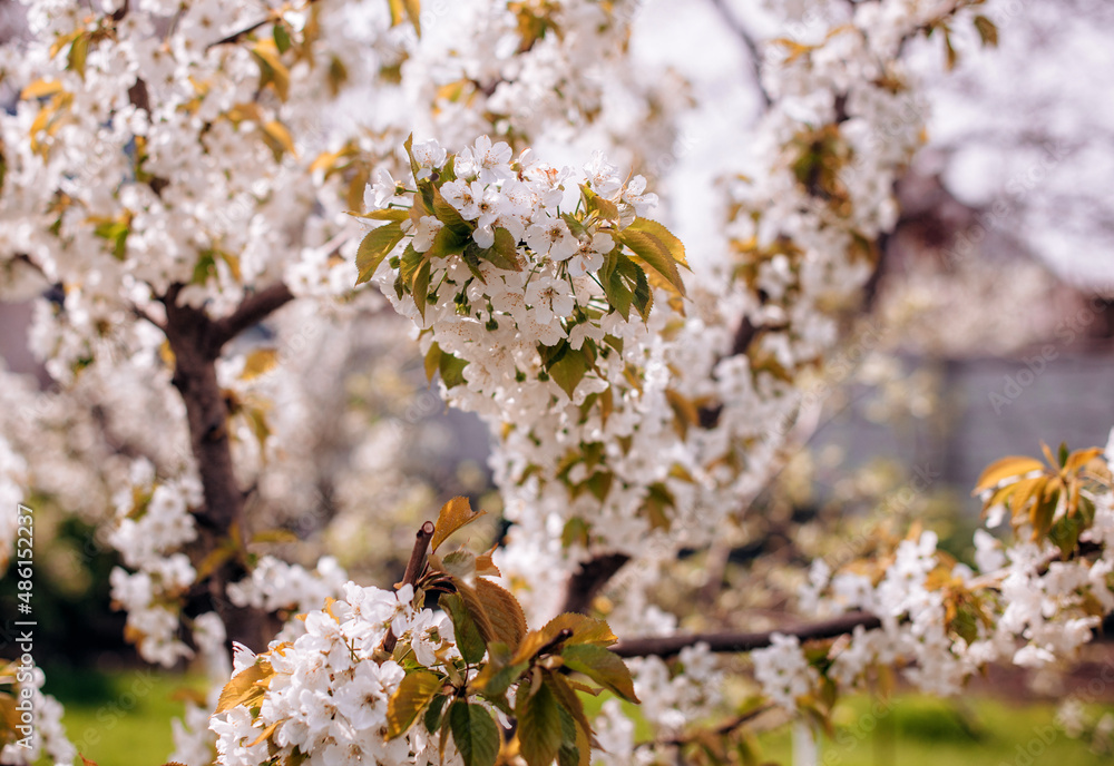 Obraz premium Apricot blossom. Fresh spring backgrund. Nature photography