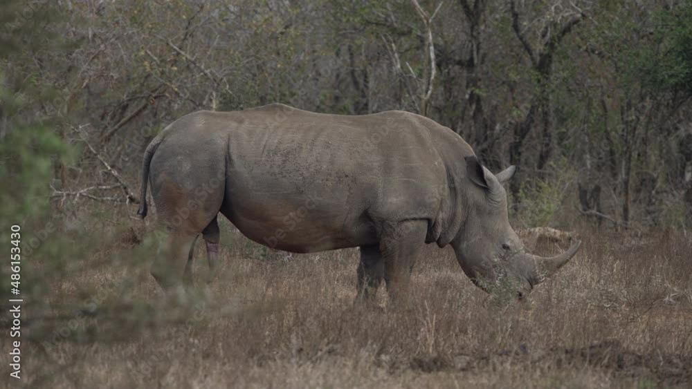 Side view of a white rhino standing still in the grasslands of the savanna. Side view of a white rhino standing still in the grasslands of the savanna.