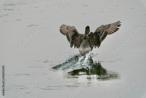 eurasian wigeon in the sea © Matthewadobe
