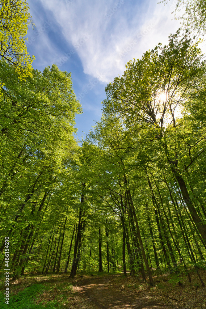 Naklejka premium a great view up into the trees direction sky