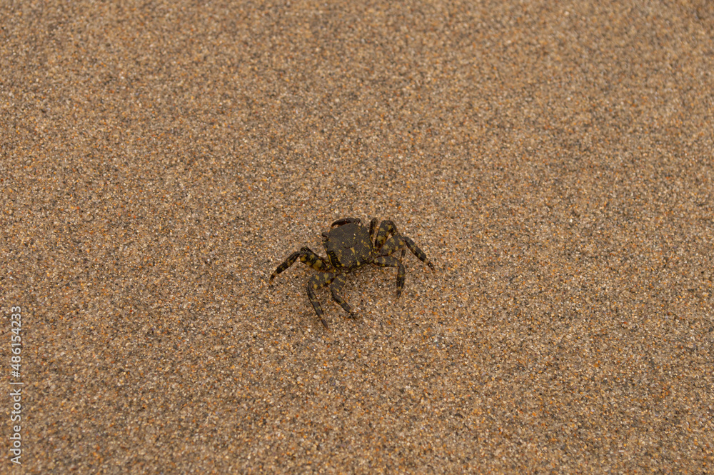 crab on the beach