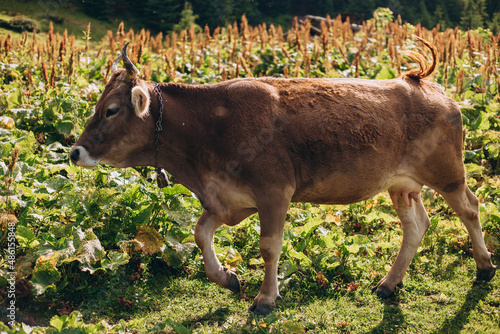 Cow eating grass against the background of the mountain valley. Cows grazing on pasture. Beefmaster cattle standing in a green field, farming concept photo