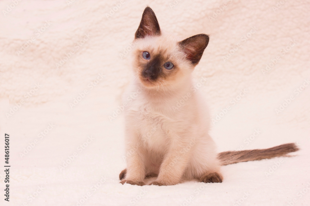 little Siamese kitten