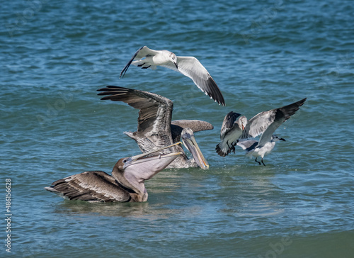 Birds feeding at the beach Florid USA
