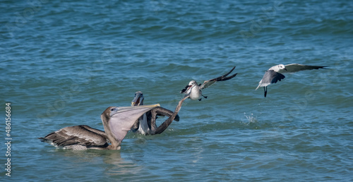 Birds feeding at the beach Florid USA © Gail Johnson