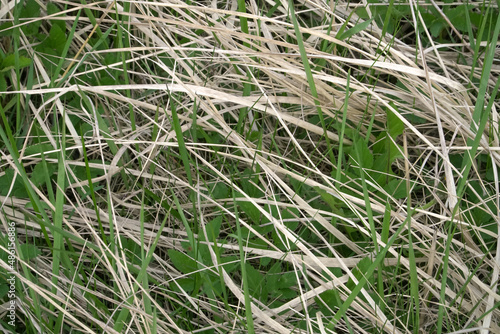 The decorative texture of dry grass mixed with green plant sprouts. A view in the meadow. A natural grassy ground background in a wild in the spring season. Nature elements beauty as a design sample. © Uldis