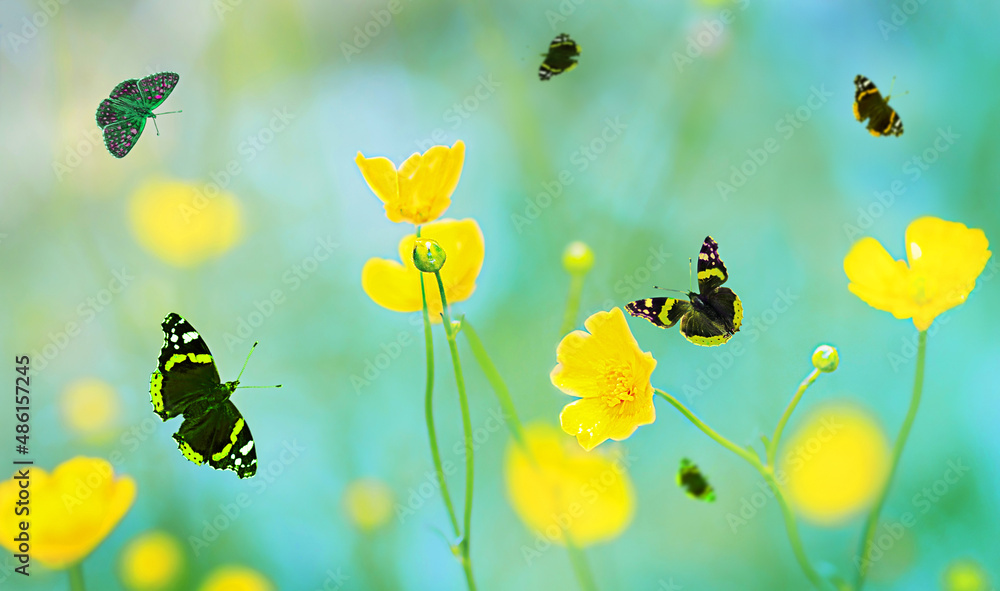 Beautiful  summer field of yellow wildflowers with a butterfly, buttercup