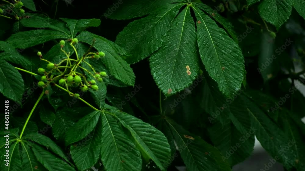 Raindrops falling on chestnut tree (Castanea, Fagaceae) in the park or forest on day time. Green leaves in the rain in spring season. Rainfall over tree. Nature concept. Close up Chestnut tree Raindrops falling on chestnut tree (Castanea, Fagaceae) in the park or forest on day time. Green leaves in the rain in spring season. Rainfall over tree. Nature concept. Close up Chestnut tree
