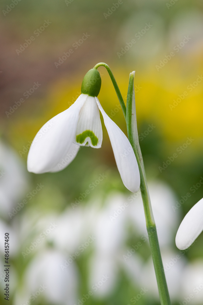 Close up of a common snowdrop (galanthus nivalis) flower with a yellow background Close up of a common snowdrop (galanthus nivalis) flower with a yellow background
