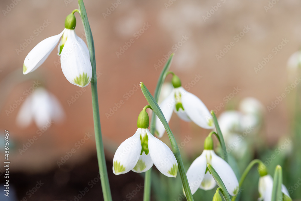 Galanthus David Baker snowdrops in bloom Galanthus David Baker snowdrops in bloom