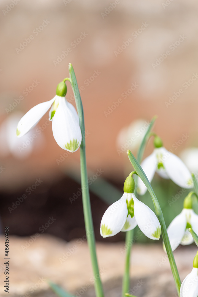 Galanthus David Baker snowdrops in bloom Galanthus David Baker snowdrops in bloom
