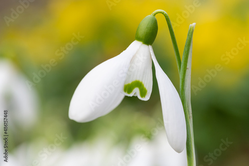 Close up of a common snowdrop (galanthus nivalis) flower with a yellow background