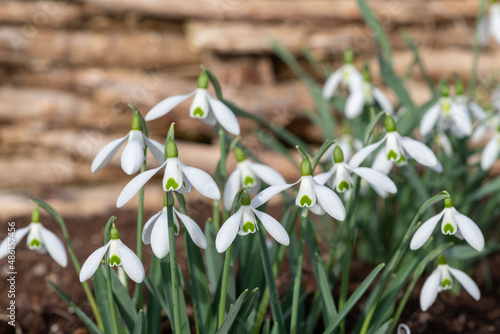 Galanthus mocca snowdrops in bloom