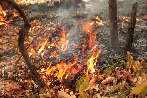 Burning forest in early autumn. Dry wind blows the flames of fire across the forest