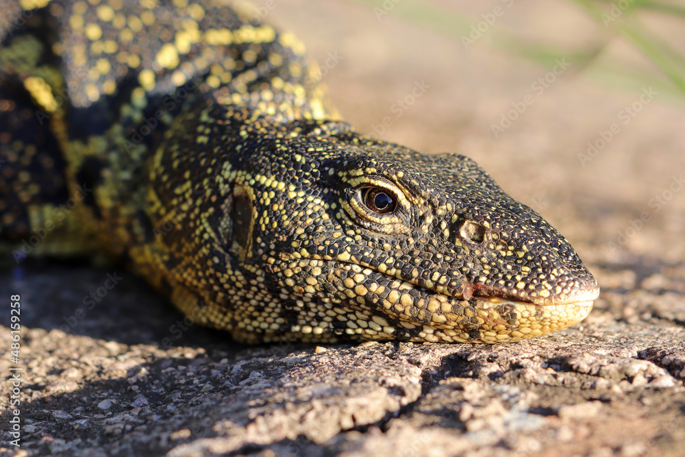 Nile Monitor, Kruger National Park Nile Monitor, Kruger National Park