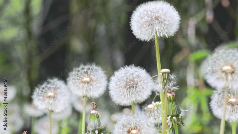 Dandelion seeds in sunlight. Blurred natural green nature spring background. White fluffy dandelions Common Dandelion (Taraxacum officinal) flower grows from grass close up, slow motion, meditation, r Dandelion seeds in sunlight. Blurred natural green nature spring background. White fluffy dandelions Common Dandelion (Taraxacum officinal) flower grows from grass close up, slow motion, meditation, r