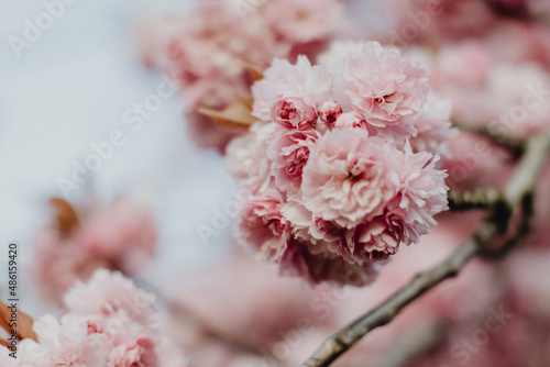 Fleurs de cerisiers