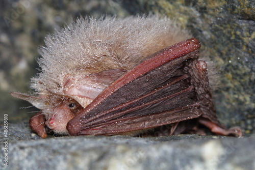 Daubenton's bat or Daubenton's myotis (Myotis daubentonii) wintering in cave with small drop of water in fur