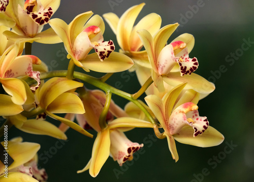 Blooming cymbidium orchid (lat.- Cymbidium)