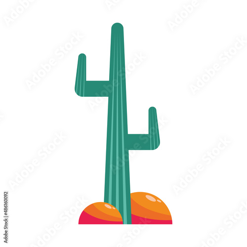 desert cactu plant