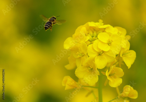 花に群がるハチ © JIEN KONO