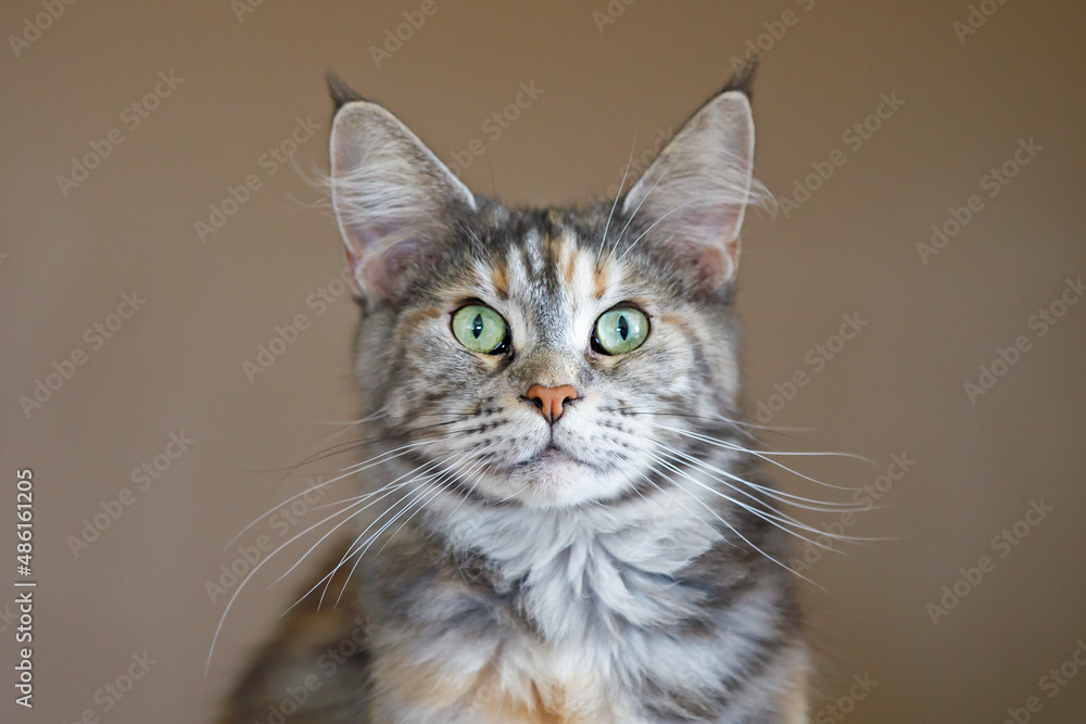 portrait of a beautiful young adult Maine Coon cat portrait of a beautiful young adult Maine Coon cat
