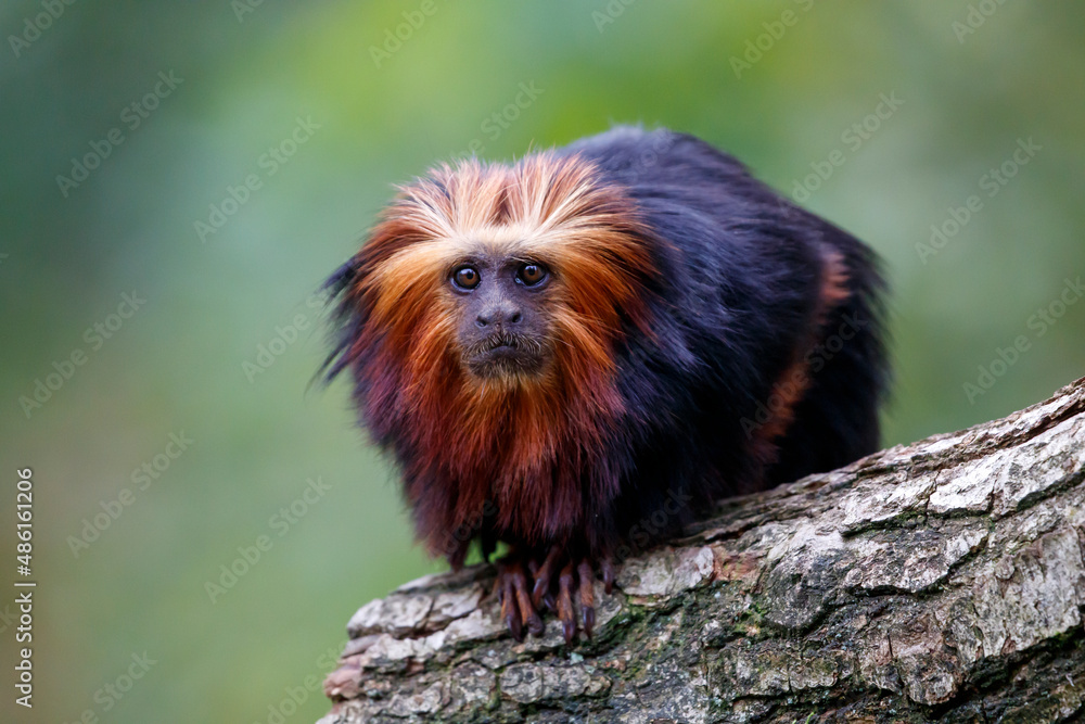 golden-headed lion tamarin, Leontopithecus chrysomelas golden-headed lion tamarin, Leontopithecus chrysomelas