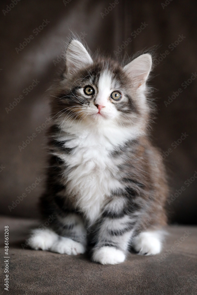 Portrait of a cute Maine Coon kitten on dark background.