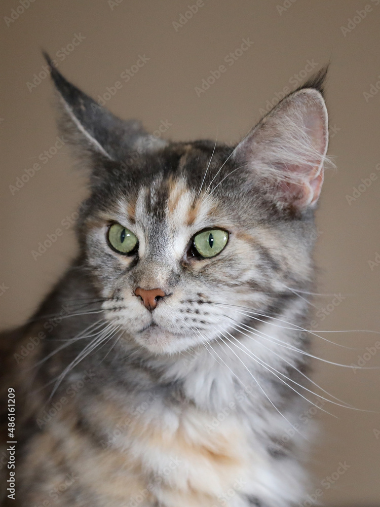 portrait of a beautiful young adult Maine Coon cat portrait of a beautiful young adult Maine Coon cat