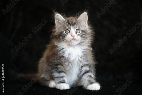 Portrait of a cute Maine Coon kitten on black background.