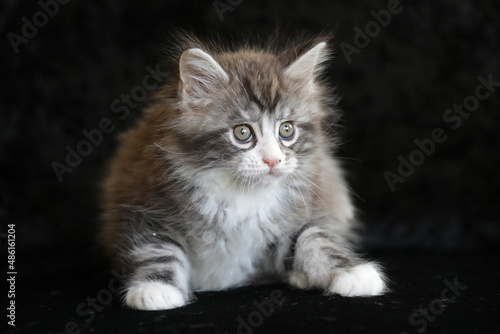 Portrait of a cute Maine Coon kitten on black background.