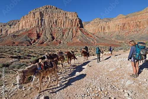 Photos Hikers watch empty mule train, Havasupai Indian Reservation, Arizona, USA