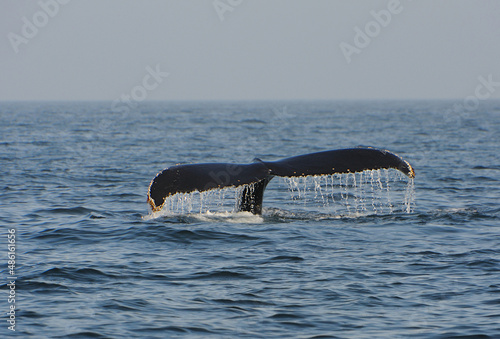 Gray whale fluke.