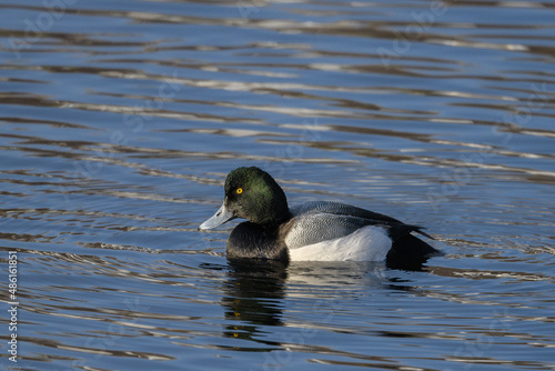 A lonely greater scaup swimming in the water. photo