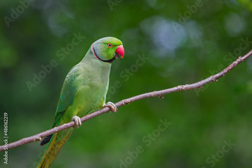 ring necked parakeet london hyde park photo