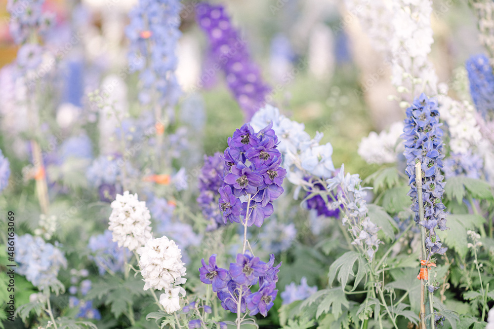 Fototapeta premium purple and white spring flowers