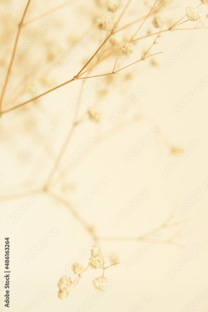 Dry flower branch, soft focus background