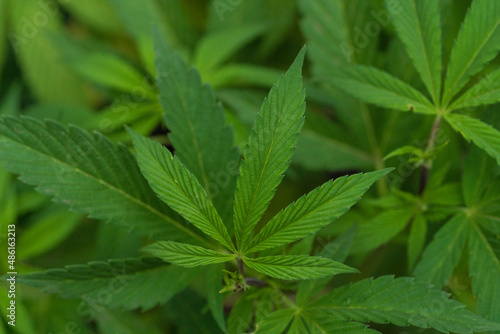 marihuana plantation in a legal farm in california