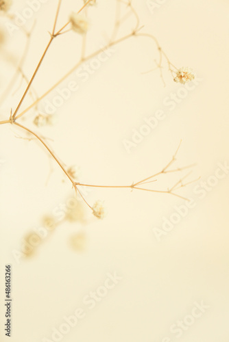 Dry flower branch  soft focus background