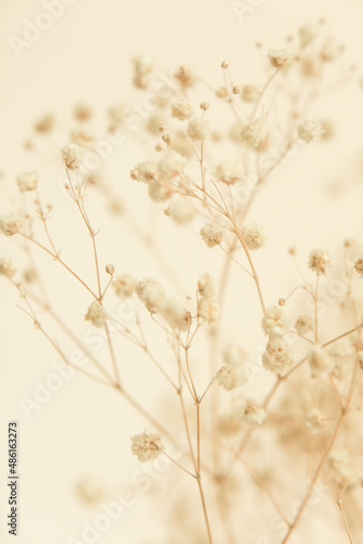 Macro photography of dried flowers  art soft focus background