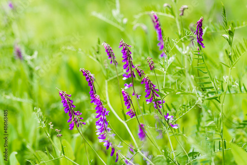 Purple flowers of hairy vetch vicia villosa on sunny summer day