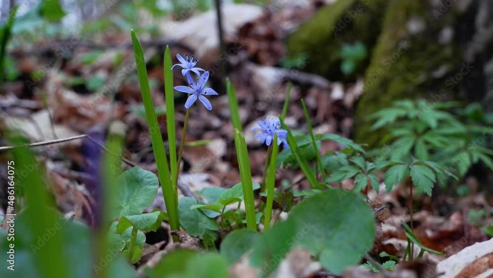 first flowers of squill with blue flowers and buds, green leaves among fallen foliage move in tender wind on a cloudy spring day, seasonal awaken concept, dark blurred background, nature exploration first flowers of squill with blue flowers and buds, green leaves among fallen foliage move in tender wind on a cloudy spring day, seasonal awaken concept, dark blurred background, nature exploration