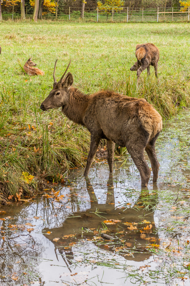 Deer in the game enclosure in Castolovice, Czech Republic Deer in the game enclosure in Castolovice, Czech Republic