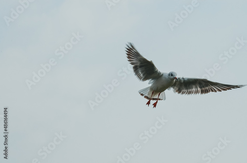 seagull in flight